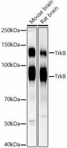 Western blot analysis of variou