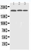 Anti-EGFR Polyclonal Antibody