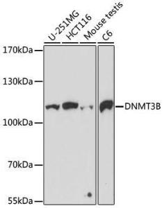 Antibody anti-DNMT3B 100 µl