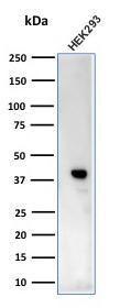 Western blot analysis of HEK293 cell lysate using Anti-Creatine Kinase BB Antibody [CPTC-CKB-2]