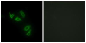 Immunofluorescence analysis of HepG2 cells using Anti-MUC13 Antibody. The right hand panel represents a negative control, where the antibody was pre-incubated with the immunising peptide.