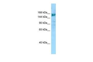 Anti-ARHGEF10 Rabbit Polyclonal Antibody