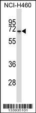 Anti-NPFFR2 Rabbit Polyclonal Antibody