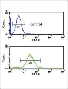 Anti-CFL1 Rabbit Polyclonal Antibody (FITC (Fluorescein Isothiocyanate))