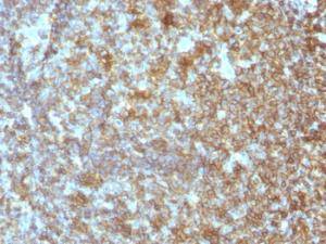 Immunohistochemical analysis of formalin-fixed, paraffin-embedded human tonsil using Anti-CD45RA Antibody [SPM504]