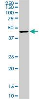 Anti-CMAS Mouse Monoclonal Antibody [clone: 5A2]