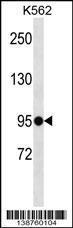 Anti-ELFN1 Rabbit Polyclonal Antibody (AP (Alkaline Phosphatase))