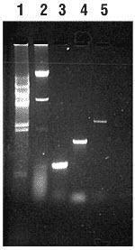 Pierce™ DNA Extraction Reagent Kit, Yeast