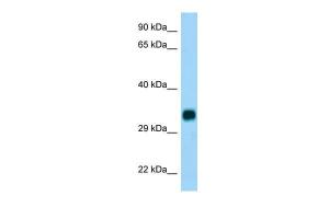 Anti-CH25H Rabbit Polyclonal Antibody