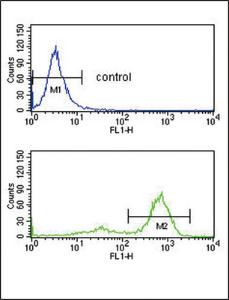 Anti-ETV6 Rabbit polyclonal antibody