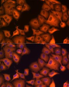 Antibody A306410-100 100 µl