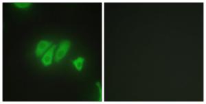 Immunofluorescence analysis of HepG2 cells using Anti-PDZD2 Antibody. The right hand panel represents a negative control, where the antibody was pre-incubated with the immunising peptide