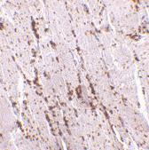 Anti-SCARB2 Rabbit Polyclonal Antibody