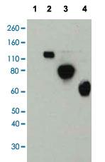 Anti-HA (H1N1) Mouse Monoclonal Antibody [clone: IT-096]