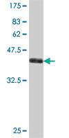 Anti-MRPL49 Mouse Polyclonal Antibody