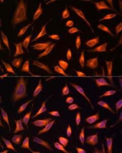 Antibody A306410-100 100 µl