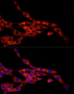 Antibody A309366-100 100 µl