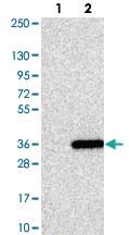 Anti-MED19 Rabbit Polyclonal Antibody