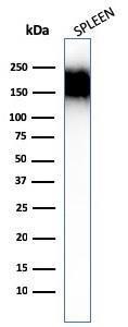 Western blot analysis of human spleen tissue lysate using Anti-CD45RA Antibody [SPM504]