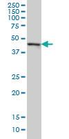 Anti-CMAS Mouse Monoclonal Antibody [clone: 5A2]