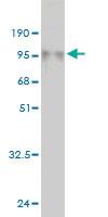 Anti-EHD4 Mouse Monoclonal Antibody [clone: 1B8]