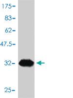 Anti-ANAPC11 Mouse Monoclonal Antibody [clone: 1B4-1A4]