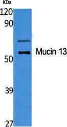 Western blot analysis of various cells using Anti-MUC13 Antibody