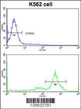 Anti-T-complex Protein 1 Subunit gamma Rabbit Polyclonal Antibody (AP (Alkaline Phosphatase))