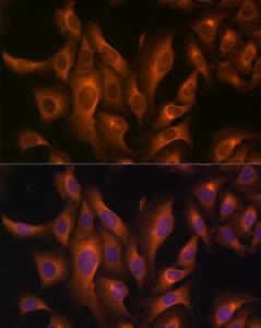 Antibody A306410-100 100 µl