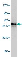 Anti-MS4A7 Mouse Monoclonal Antibody [clone: 2D3]