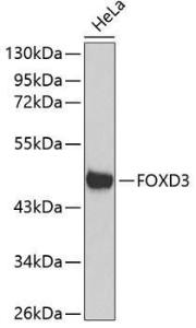 Anti-FOXD3 Rabbit Polyclonal Antibody