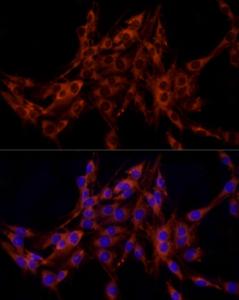 Antibody A309366-100 100 µl