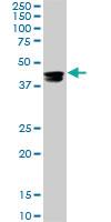 Anti-CMAS Mouse Monoclonal Antibody [clone: 5A2]