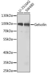 Western blot analysis of extracts of various cell lines, using Anti-Gelsolin Antibody (A11587) at 1:1000 dilution