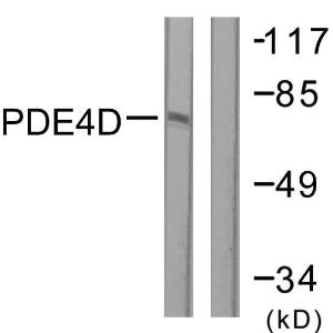 Anti-PDE4D Rabbit Polyclonal Antibody