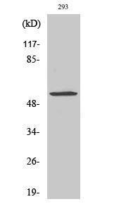 Western blot analysis of COLO205 cells using Anti-MUC13 Antibody