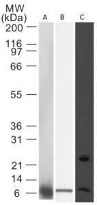 Anti-PMAIP1 Mouse Monoclonal Antibody [clone: 114C307.1]