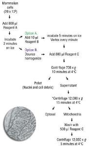 Mitochondria isolation kit for cultured cells