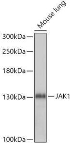 Antibody A305515-100 100 µl