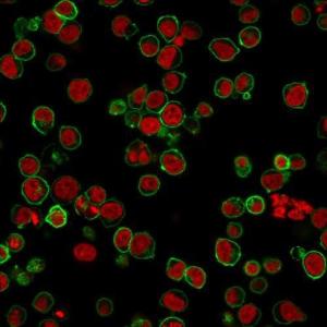 Immunofluorescent analysis of PFA fixed Jurkat cells stained with Anti-CD45 Antibody [135-4C5] followed by Goat Anti-Mouse IgG (CF&#174; 488) (Green). The nuclear counterstain is RedDot