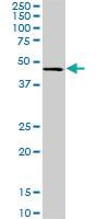 Anti-CMAS Mouse Monoclonal Antibody [clone: 5A2]