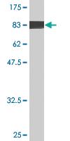 Anti-EHD4 Mouse Monoclonal Antibody [clone: 1B5]