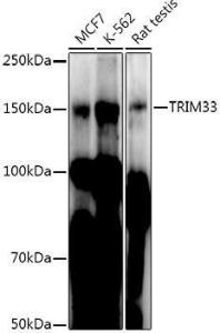 Western blot analysis of extracts of various cell lines, using Anti-TRIM33 Antibody (A306414) at 1:1000 dilution