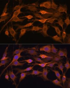 Antibody A305515-100 100 µl