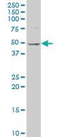 Anti-NAGS Mouse Polyclonal Antibody