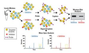 Desthiobiotin probes, ActivX™