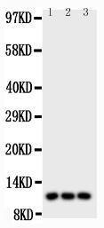 Anti-CCL1/I 309 Polyclonal Antibody