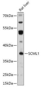 Western blot analysis of extracts of Rat liver, using Anti-SCML1 Antibody (A306416) at 1:1,000 dilution