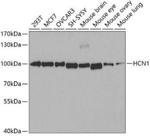 Western blot analysis of extracts of various cell lines, using Anti-HCN1 Antibody (A11591) at 1:400 dilution