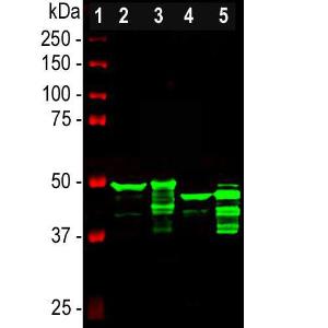 Western blot analysis of different tissu